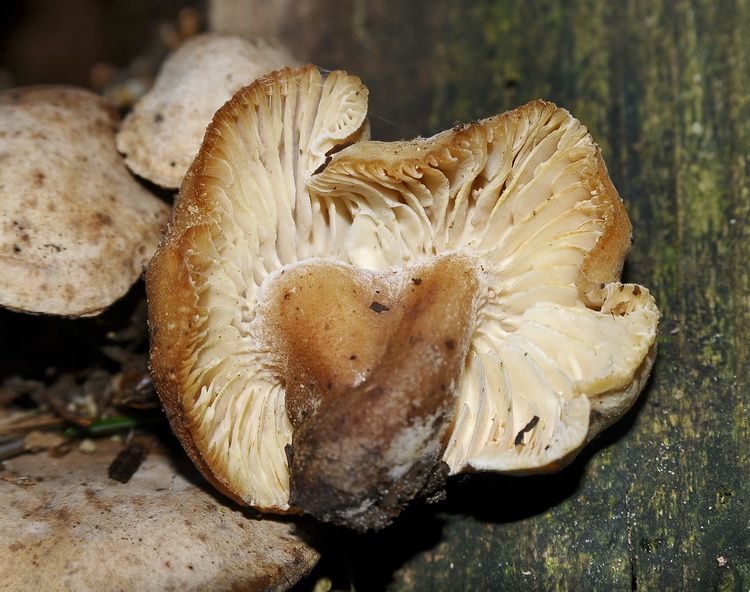 Neolentinus adhaerens (Alb. & Schwein.) Redhead & Ginns,
